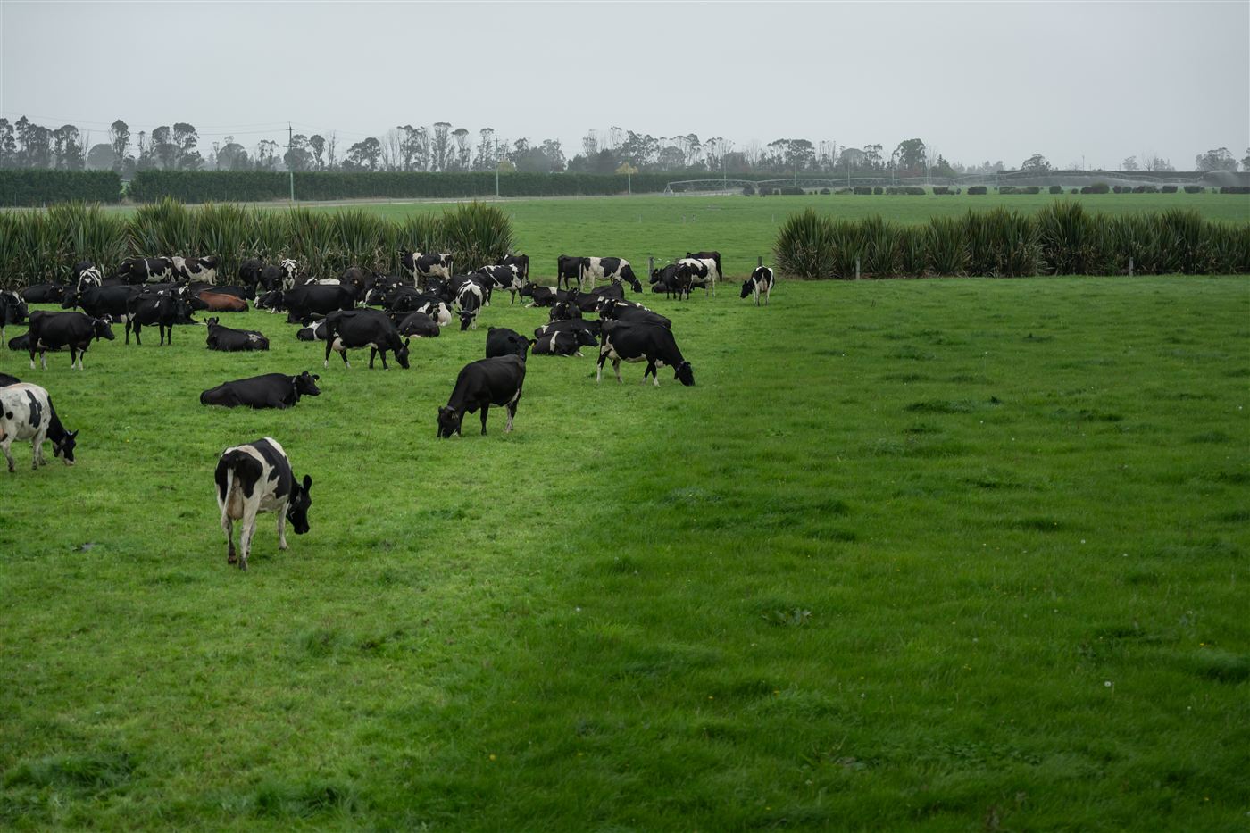 Cattle grazing on the farm