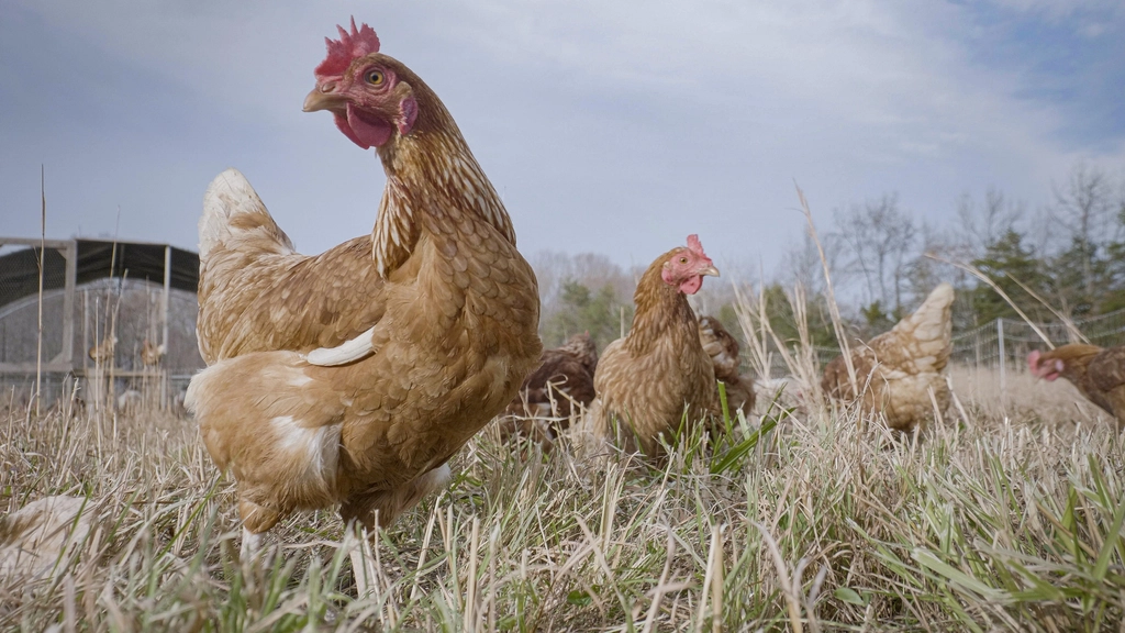Free-range chickens on the farm