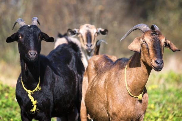 Goats on the farm